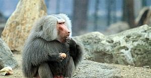 Maymunların yumurta ve tavuk keyfi