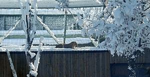 Kış uykusuna yatmayan ayıların kar keyfi