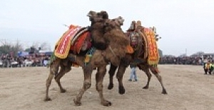 3. Deve Güreşleri Festivali’ne büyük ilgi