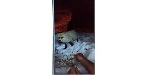 Bayburt'lu vatandaşımız aç kalan tilkiyi vurmadı, ekmekle besledi.