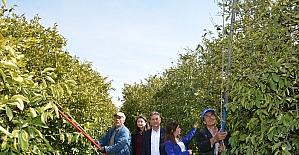 Narenciye üreticisi kışın yaralarını sarıyor