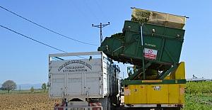 Bursa’da ıspanak hasadı başladı