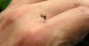 Neden sivrisinekler sizi daha fazla ısırıyor ? Doğal ilacını okuyun !..
