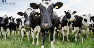 Hayvancılık ithalatı zirve yaptı