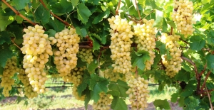 Yaş üzüm ihracatında Rusya bereketi