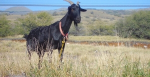 Sahibinin 20 bin euro’sunu yiyen keçi akşam sofrayı süsledi