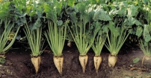 Hükümet Şeker Pancarı üretimine dönmeye başladı