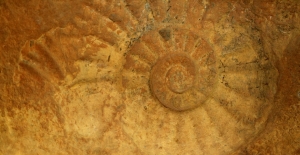 65 milyon yıllık dev salyangoza büyük ilgi