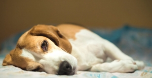 Norveç’te onlarca köpeğin ölümüne neden olan esrarengiz hastalık