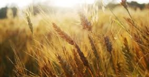 Rusya'dan "tahıl OPEC'i kurulsun" önerisi