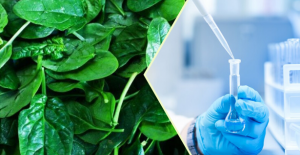 İstanbul'da 108 kişiyi zehirleyen Ispanağı kim öldürdü?