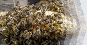 Yaşamımız onlara bağlı; Peki neden yok ediliyorlar?..