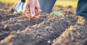 Yerli tohum seferberliği başlıyor