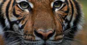 Koronavirüs ilk kez bir kaplanda çıktı