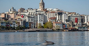 Koronavirüs: Vahşi hayvanlar daha sessiz bir dünyanın keyfini çıkarıyor