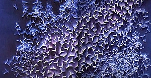 Ressam Tülin Onat ve Yaşayan Resimler