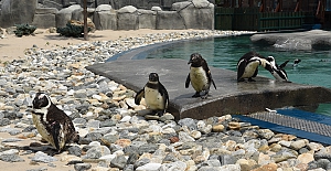 Bursa Hayvanat Bahçesi yeni sosyal hayata hazır