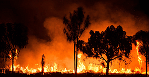 Orman Yangınlarına Karşı  Akıllı Orman Kapsülü Geliştirildi