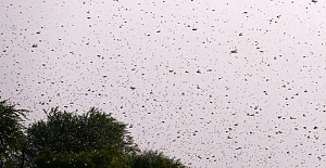 Yeni Delhi'de çekirge sürüsü alarmı