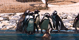 Bursa Hayvanat Bahçesinde nüfus hızla artıyor