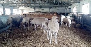 Büyükşehir’den hayvancılığa destek