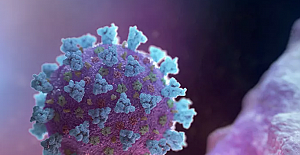 Lamalardan alınan iki antikor, laboratuvar ortamında Kovid-19'u etkisizleştirdi