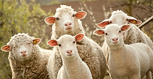 Mübarek Kurban Bayramınız Kutlu Olsun!