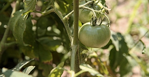 Nilüfer’de halka bedava dağıtılan fideler ürün verdi