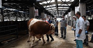 Osmangazi Belediyesi'nin ilginç ekibi: ‘Kurban Yakalama Timi’