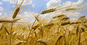 Rapor: Koronavirüs gıda fiyatlarını düşürecek