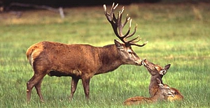 Tarım ve Orman Bakanlığı, 297 hayvanın avlanması için 21 ihale açtı