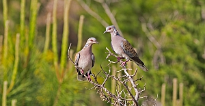 Tehlike Altındaki Kuşlara Ölüm Kararı