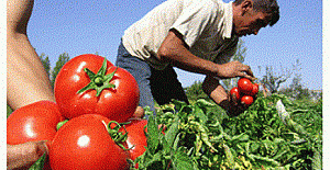 Domates tarlada kaldı, ihracat acilen açılmalı!