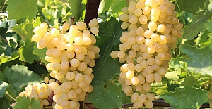 Sağlıklı Gıda için büyük adım;  9 tarım ilacına daha yasak, 7 tanesine kısıtlama getirildi!