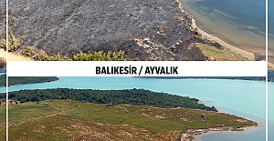 Yanan ormanlar küllerinden yeşeriyor