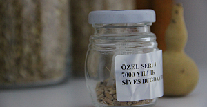 7000 Yıllık tohum Bodrum'da