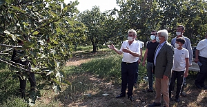Başkan Erdem “Bursa Siyahı” hasadına katıldı