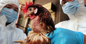 Kazakistan'da "Kuş Gribi Salgını" başladı