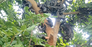 Keçiboynuzu'ndan 30 milyon TL'lik ekonomik katkı