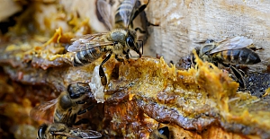 Propolis alırken dikkat!..