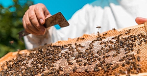 Bal sevenler üzülecek