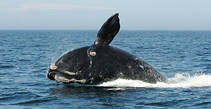 Balinaların neslinin tükenmesi tehlikesi 'gerçek ve yakın'
