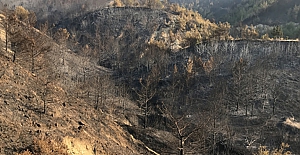 Hatay'daki Orman Yangınında soğutma çalışmaları tamamlandı