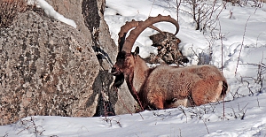 Hayvanları Koruma Günü'nde 230 STK'dan Ortak Çağrı: Avcılık Yasaklansın
