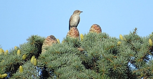 Orman yangınlarından hayvanlar da büyük zarar görüyor