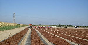 Türkiye, kuru üzüm üretiminde açık ara dünya lideri