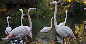 Bursa Hayvanat Bahçesi 22 yaşında