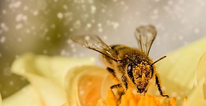 Bakan Pakdemirli: Hibe desteği müjdesi