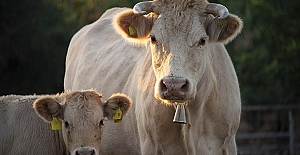Buzağı Destek Başvuru ödemeleri e-devlet üzerinden yapılabilecek