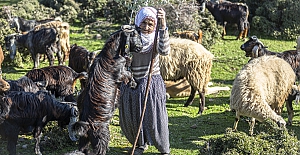 'Fatma teyze' Amanos Dağları eteklerinde yarım asırdır çobanlık yapıyor